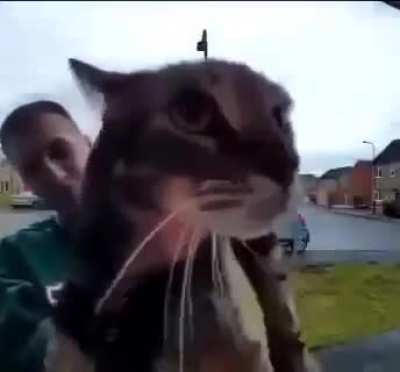 meow