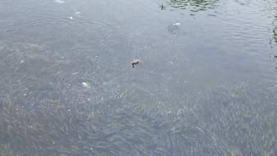 A few ducks being jerks to a couple hundred bunker, and trying to chase them out if their stream.