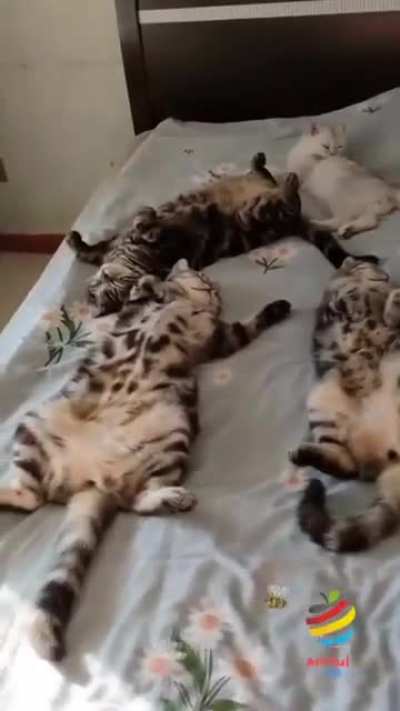 All your bed are belong to us