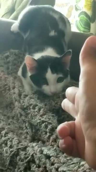 Kitty goes full attack