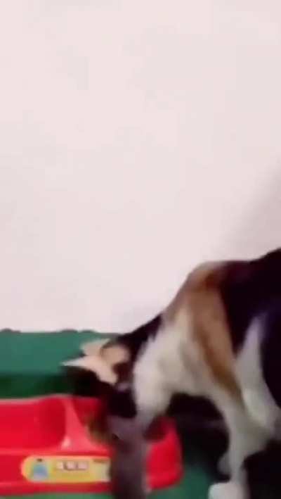 Cat catches mouse
