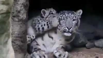 Baby snow leopard annoying mom