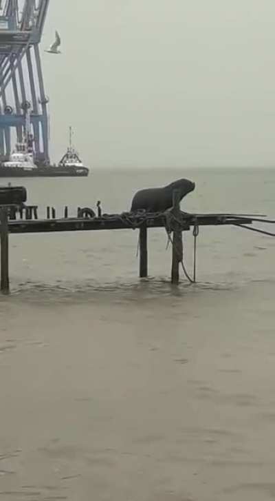Sea Lion going for it