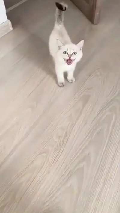 Pspspspsn't