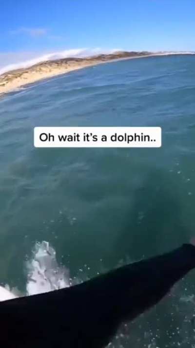 Cute Dolphin