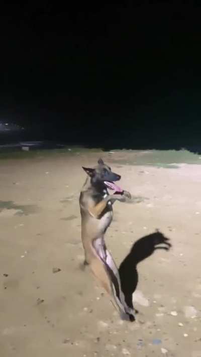 Watch out, world! This dog has mastered the 'Leg-O-Jump' emote and is ready to take the dance floors by storm!