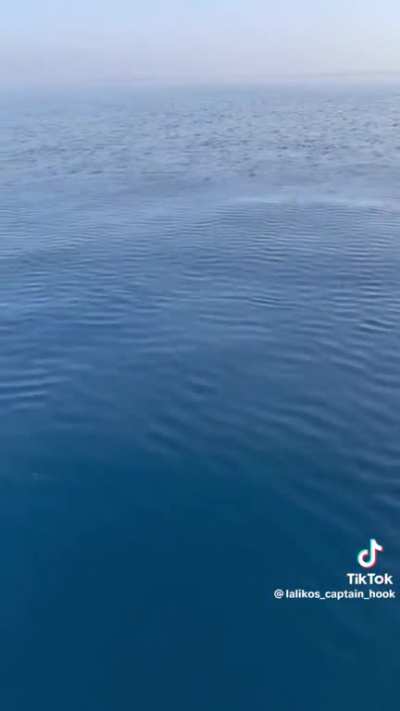 Fish coming out of nowhere (not my video)