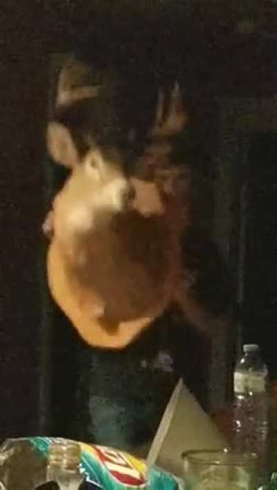 Deer attack caught on camera