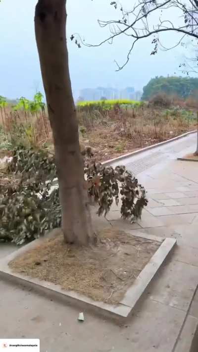 Little Corgi Carries A Large Branch