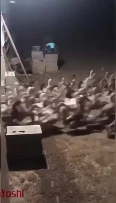 ATTACK!