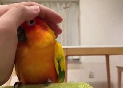 That moment when he realizes the hand is friendly :)