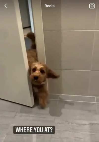 Puppy eyes