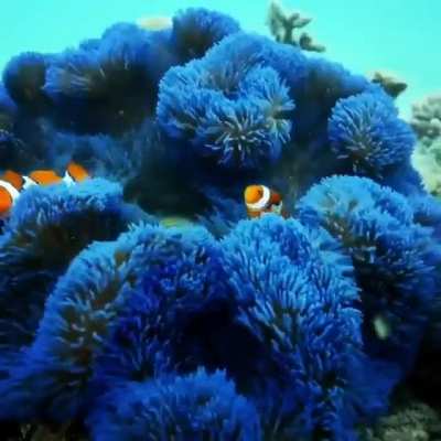 Beautiful electric blue anemone with a few clownfishes in it