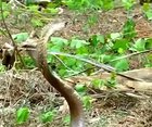 Wow - thirsty cobra receives kind gift