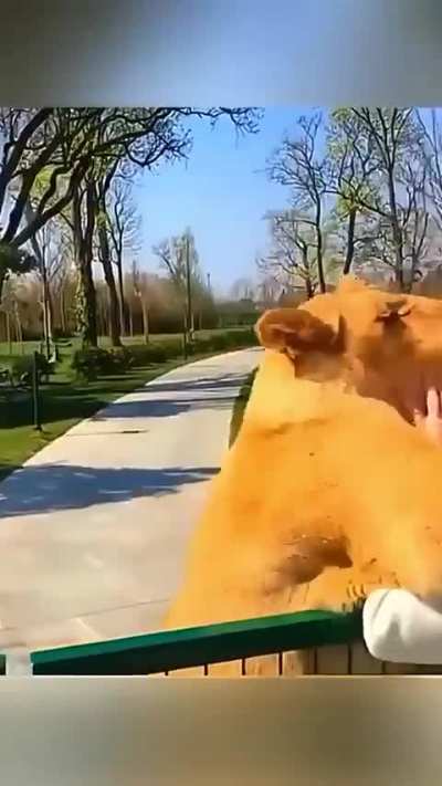 Happy Animals