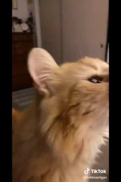 Cat gets brainfreeze