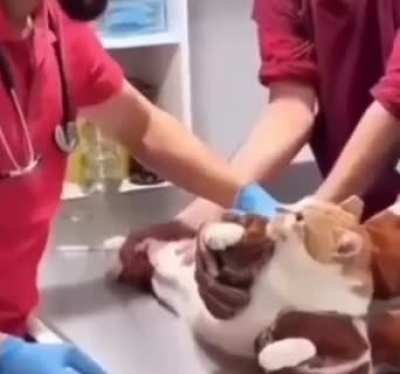 Cat vs Vets