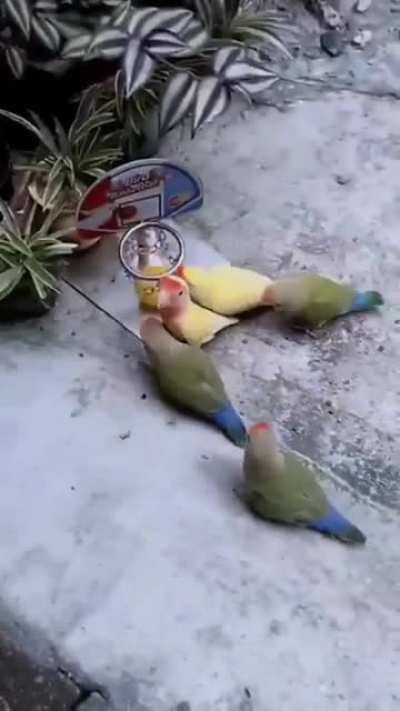 Birbketball