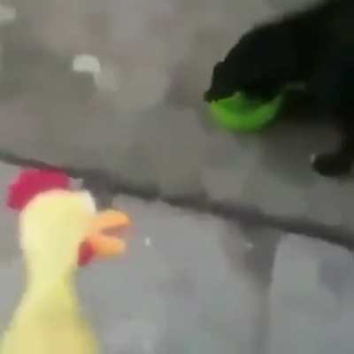 Dog Chicken