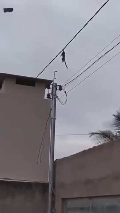 Pesdecoelho - Video #9024