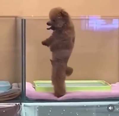 I’d rather dance than bark with you.
