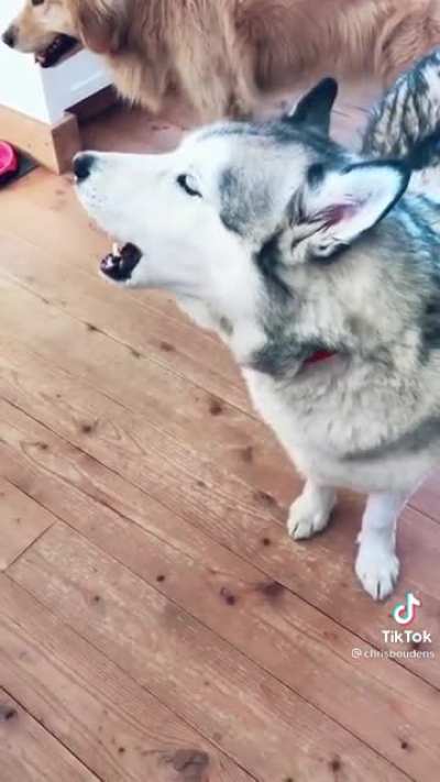 Does this mean he likes it or not? Credit: @chrisboudens on tik tok