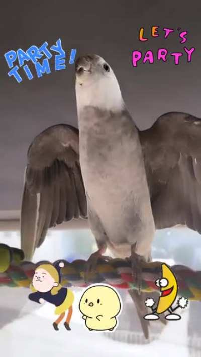 Party Chicken (that’s his name) busting out “September” & “Funky Town” REMIX 🎉
