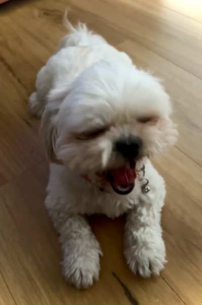 Big yawn from a little girl
