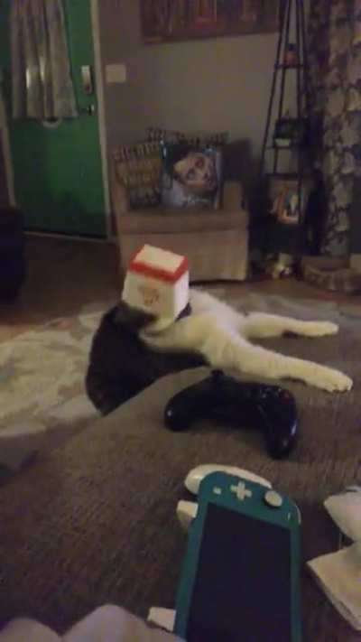 I’ve been laughing at this video for hours