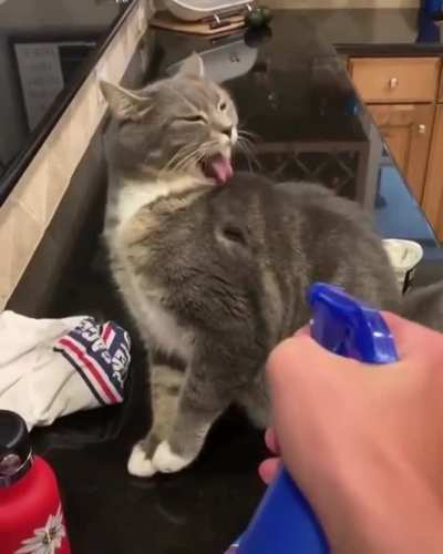 meow💦irl