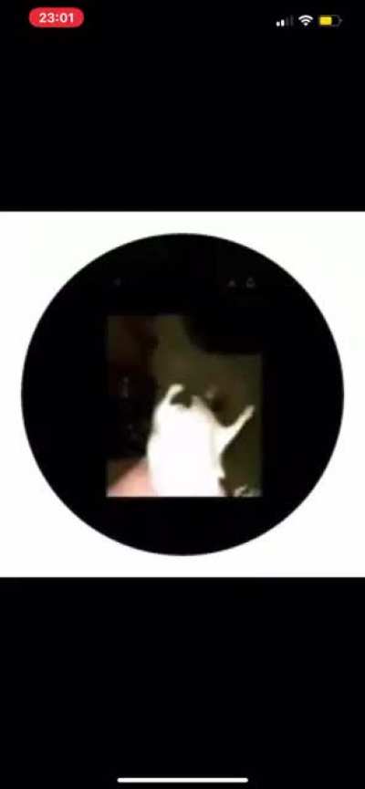 the rat vid