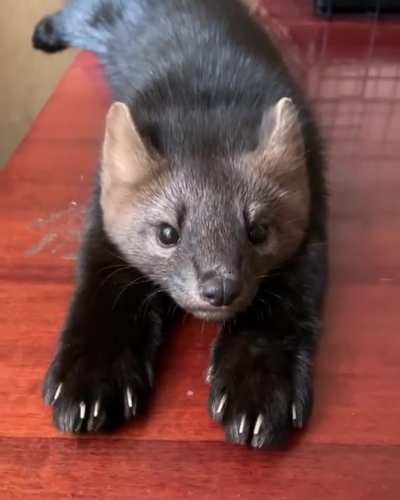 Murder Mittens. >:)