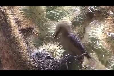 Woodpecker having a little snack, dove brains. [NSFW]