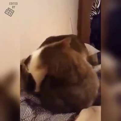 CATastrophe!