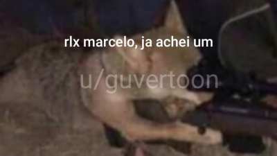 Rex bom de mira (original)