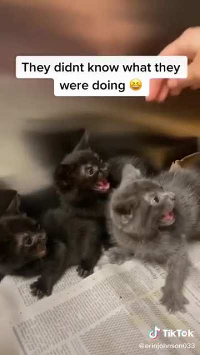 Angry kitty