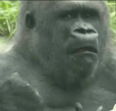 invest in confused gorilla