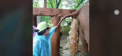 Constipated Eleph<wbr>ant/R<wbr>egret<wbr>ful Animal Handlers (video cred in comments)