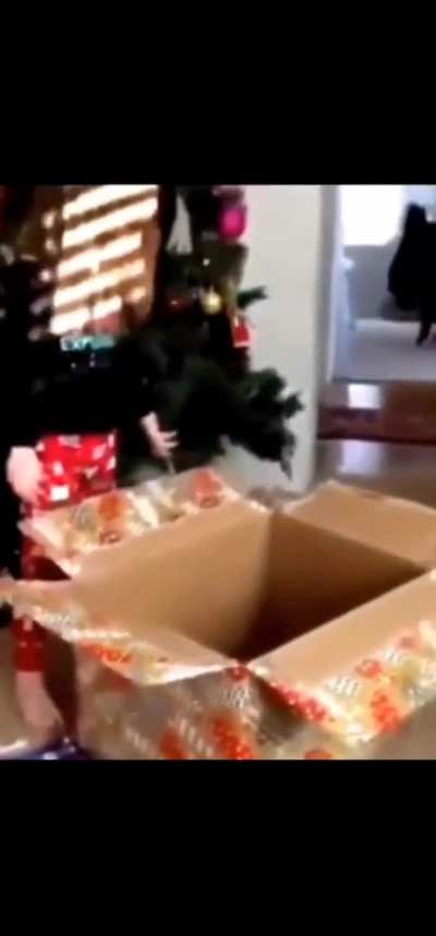To gift a cat 