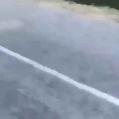 that croc's gone