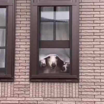 So many boops!