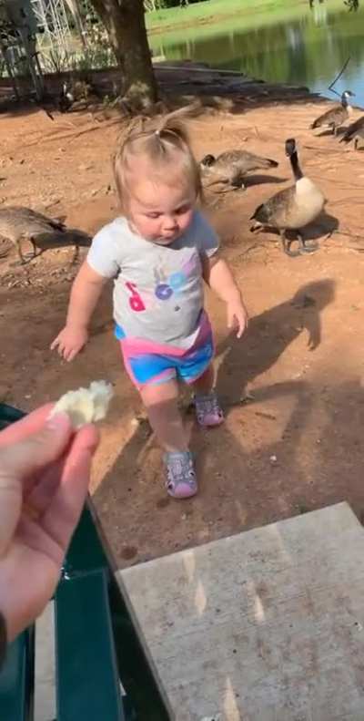 We took our kiddo to the park to feed the ducks. We succeeded in feeding our kid.