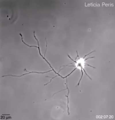 Single brain cell looking for connections.