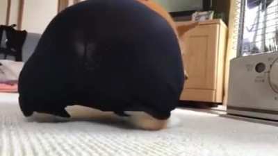 Can you stop with that please, human?