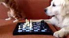 Outstanding move by the referee