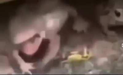 Goofy Ahh Frog