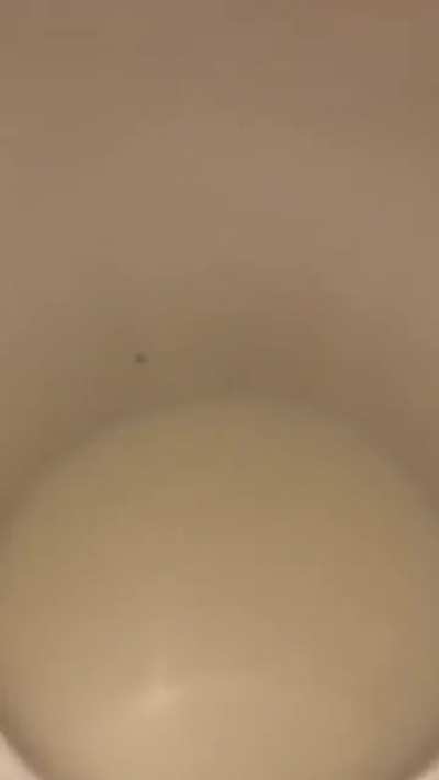 Bug