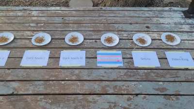I did 'Which From Game Is Best?' round 2 because some people accused me of cheating with the meal worms. There, you can see I gave them all equal piles and included King's Field. This should be definitive.