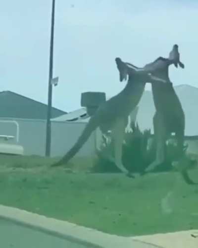 Just a normal day in Australia