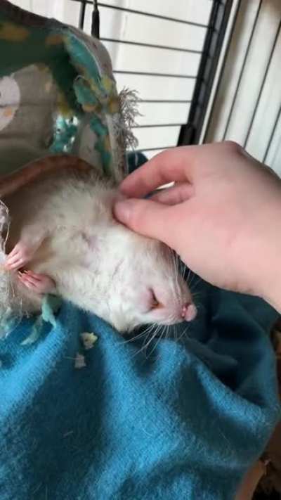 big baby pascal loves getting the rubs
